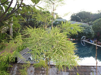 Bagan, Myanmar - Blue Bird Hotel November 31, 2013